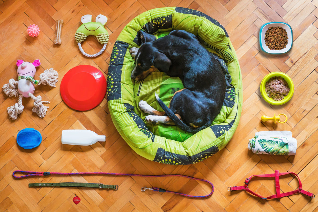 The Ultimate Guide to Choosing the Best Dog & Cat Accessories