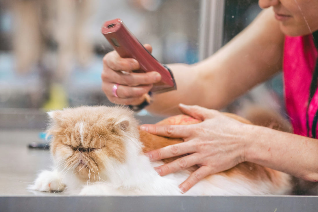 Common Pet Grooming Mistakes