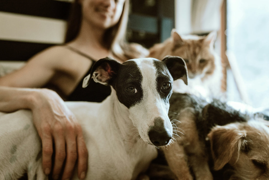 Essential Pet Care Tips For New Dog & Cat Owner 