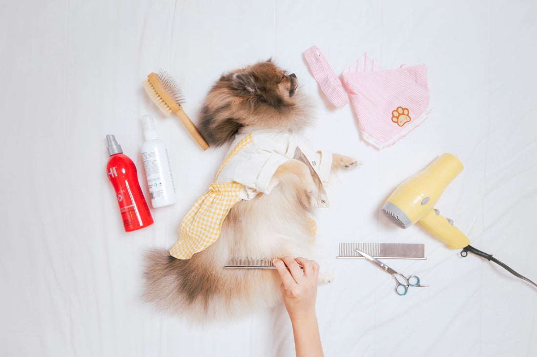 How Often Should You Groom Your Dog? A dog is getting grooming 