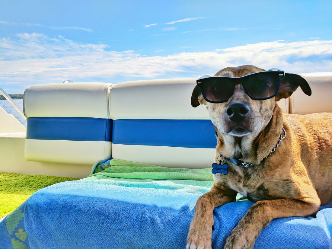 Keep Dog Cool During Summer