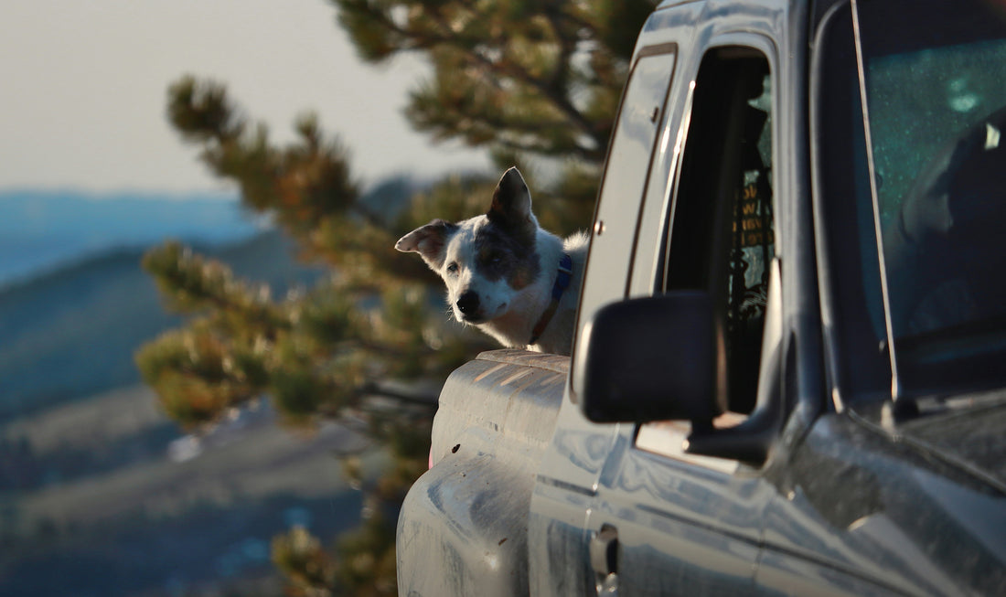 Travel Safely with Dog or Cat | Essential Travel Accessories