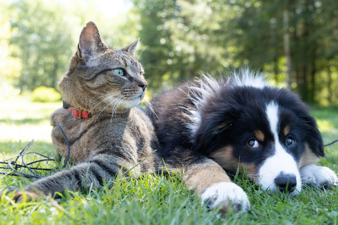 10 Must-Have Pet Essentials Every Dog & Cat Owner Needs - Cat and dog relaxing together in a green park.