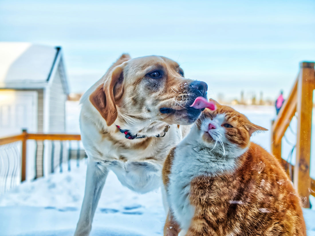 Top Interactive Toys That Keep Dogs & Cats Happy and Active